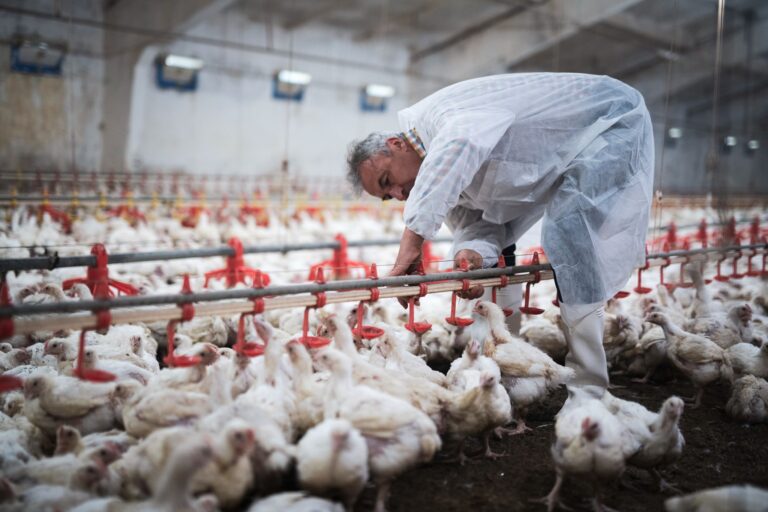 Manejo sanitário de aves: 4 dicas para implementar melhorias