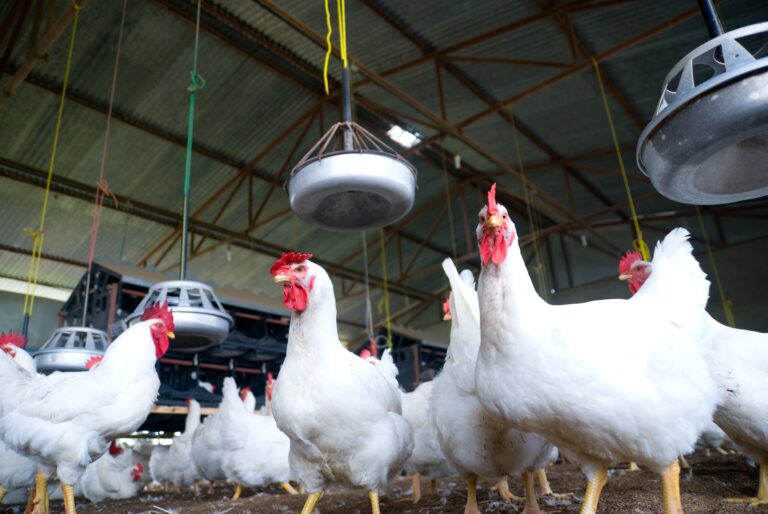 10 ações para controlar a Salmonella na granja