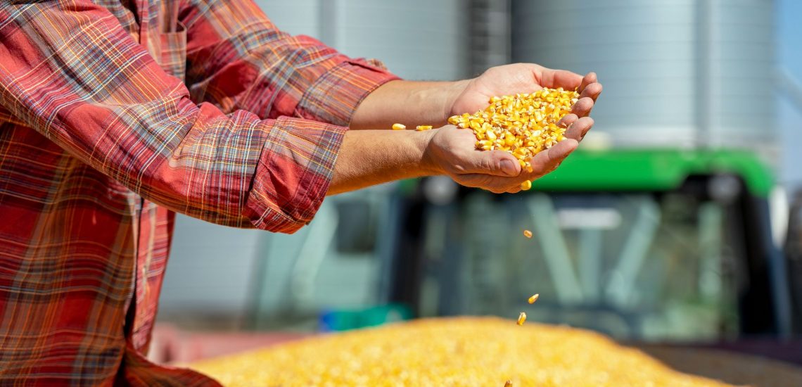 Beneficiamento de grãos: etapas, cuidados e como funciona!